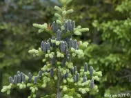 Abies balsamea