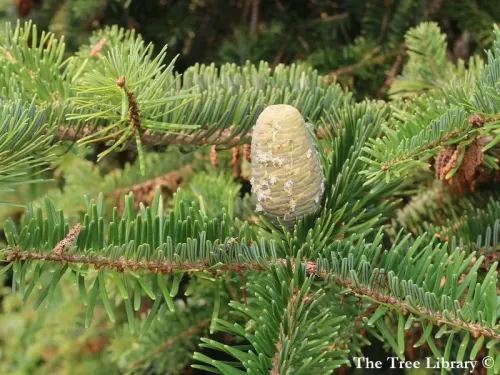 Abies chensiensis - Sapin de Shensi