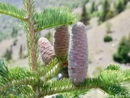 Abies cilicica