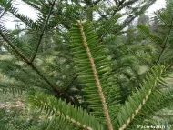 Abies firma 