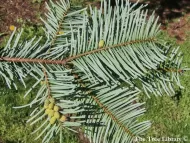 Abies grandis 