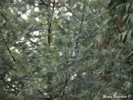 Abies guatemalensis 