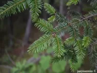 Abies hickelii 