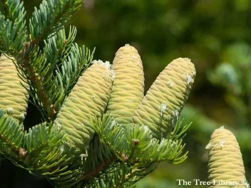 Abies holophylla - Sapin de Mandchourie
