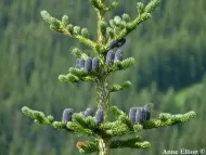 Abies lasiocarpa 