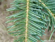 Abies concolor var. lowiana 