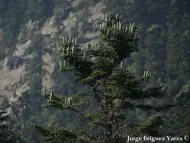 Abies pinsapo var. marocana