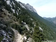 Abies pinsapo 