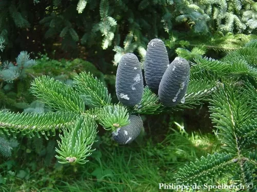 Abies recurvata - Sapin de Min