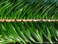 Abies chensiensis subsp. salouenensis