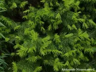 Abies semenovii 