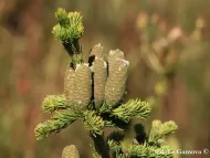 Abies sibirica