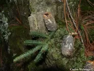 Abies vejarii 