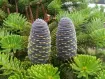 Abies - Sapin