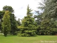 Cedrus deodara