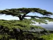 Cedrus - Cèdre