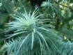 Cunninghamia