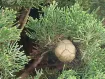 Cupressus - Cyprès
