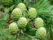 Larix - Mélèze