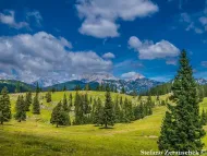Picea abies
