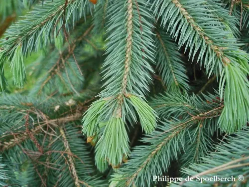 Picea chihuahuana - Épicéa de Chihuahua
