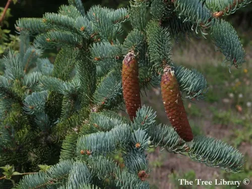 Picea koraiensis - Épicéa coréen