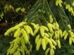 Picea - Épicéa