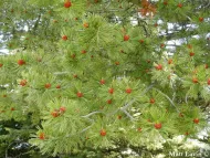 Pinus albicaulis