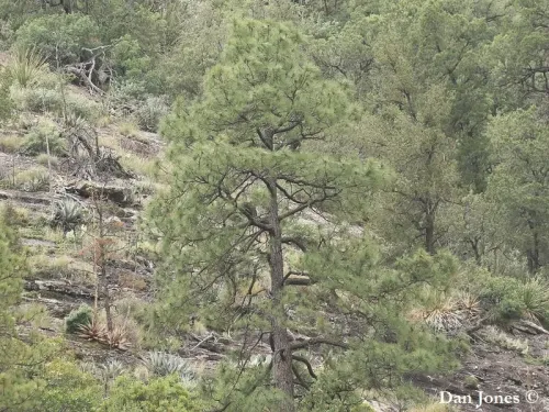Pinus arizonica - Pin de l'Arizona