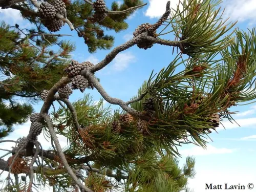 Pinus contorta var. latifolia - Pin tordu latifolié