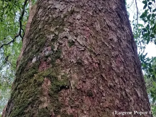 Pinus dalatensis - Pin du Vietnam