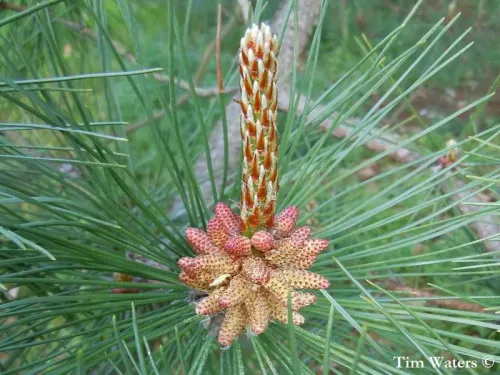 Pinus densata - Pin du Tibet