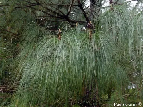 Pinus devoniana - Pin du Michoacan