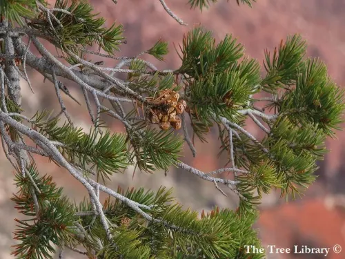 Pinus edulis - Pin pignon d'Arizona