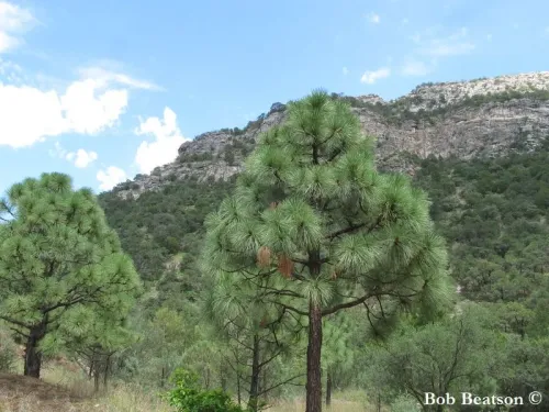 Pinus engelmannii - Pin des Apaches