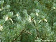 Pinus fenzeliana