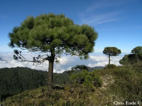 Pinus hartwegii - Pin d'Hartweg