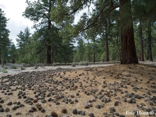 Pinus jeffreyi - Pin de Jeffrey