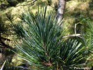 Pinus koraiensis