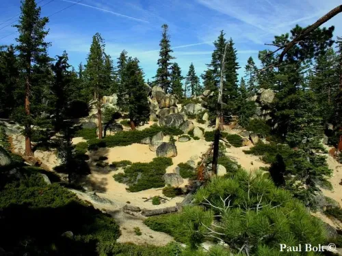 Pinus lambertiana  - Pin à sucre, Pin de Lambert