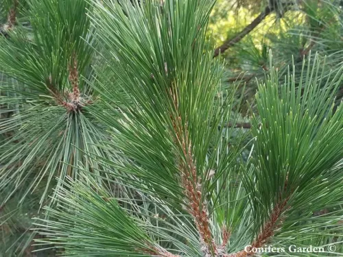 Pinus luchuensis - Pin d'Okinawa