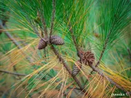 Pinus massoniana
