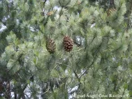 Pinus maximartinezii