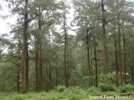 Pinus merkusii