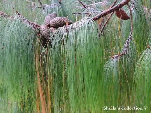 Pinus patula - Pin Jelecote