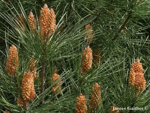 Pinus pinaster - Pin maritime, Pin des Landes, Pin de Bordeaux, Pin de Corte, Pin mésogéen