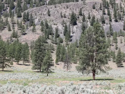 Pinus ponderosa - Pin ponderosa, Pin jaune