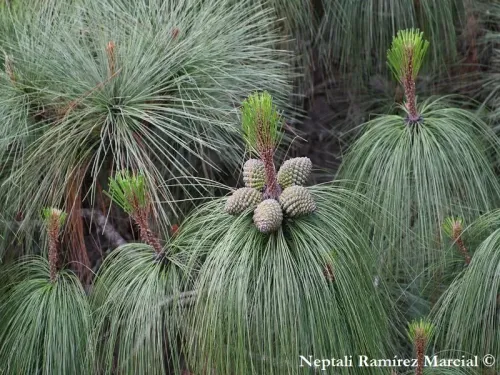 Pinus pseudostrobus var. apulcensis - Pin d'Apulco
