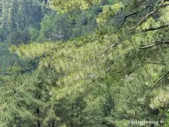 Pinus taiwanensis