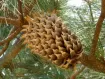 Pinus - Pin